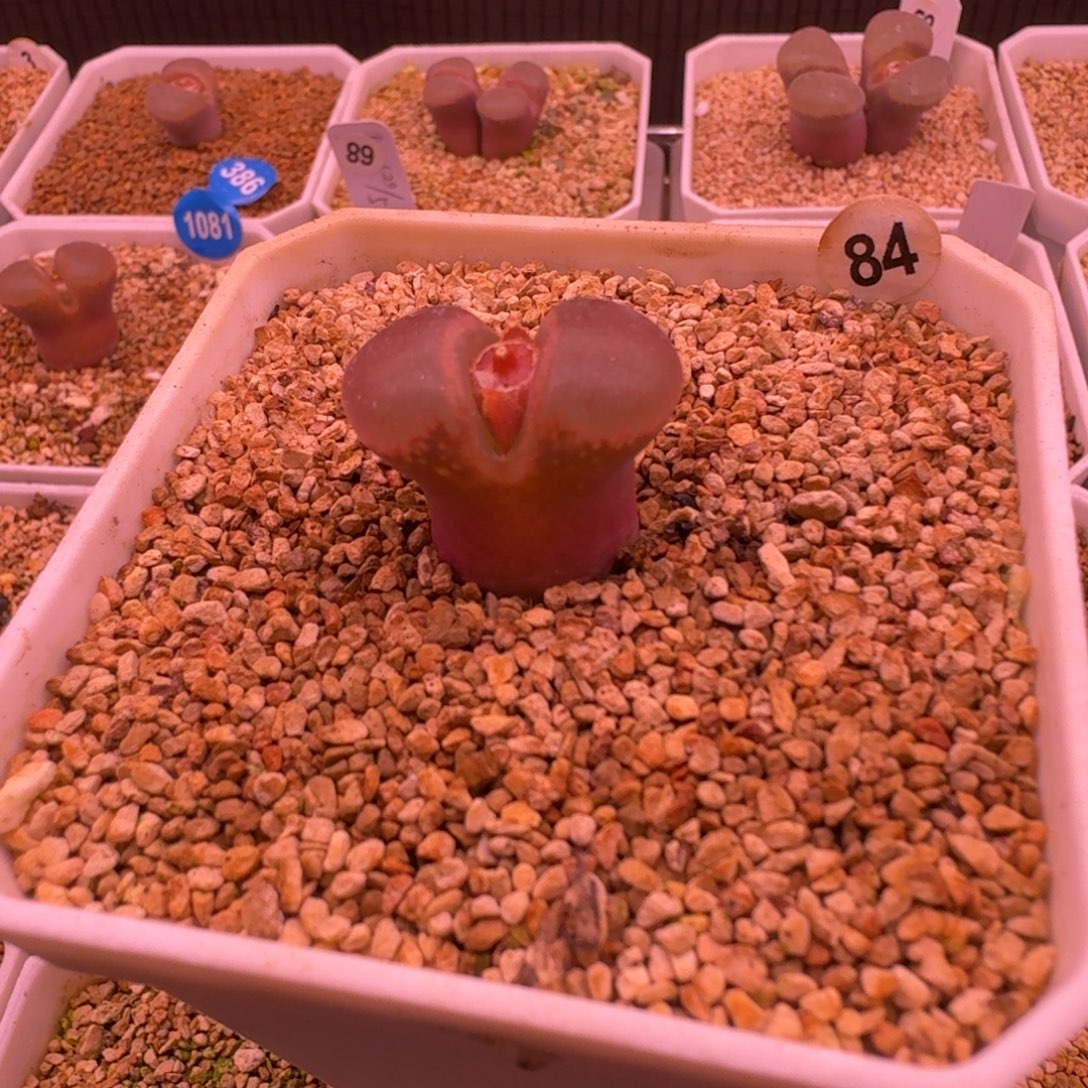 崔***儿多肉植物好看风铃84