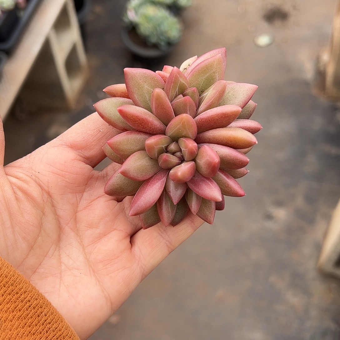 迷雾泡泡，一物一拍