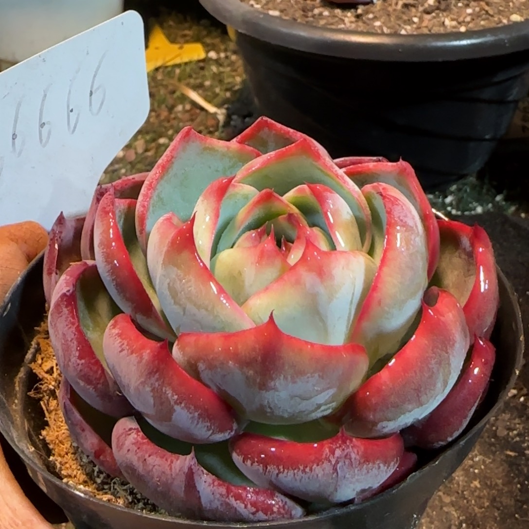 玫瑰惊鸿一物一拍包装收缩花旱666