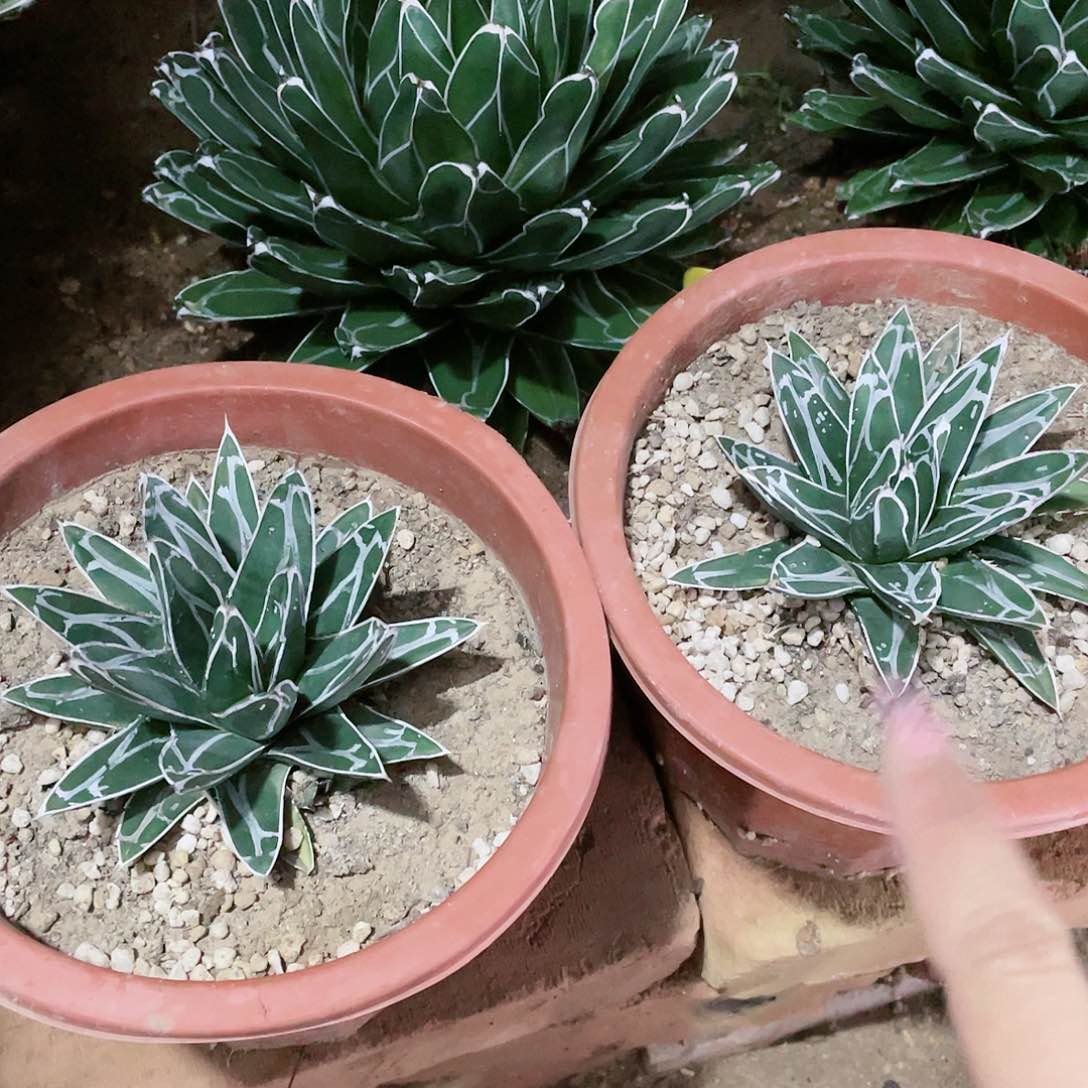 丸叶屉之雪小苗10公分左右龙舌兰包邮