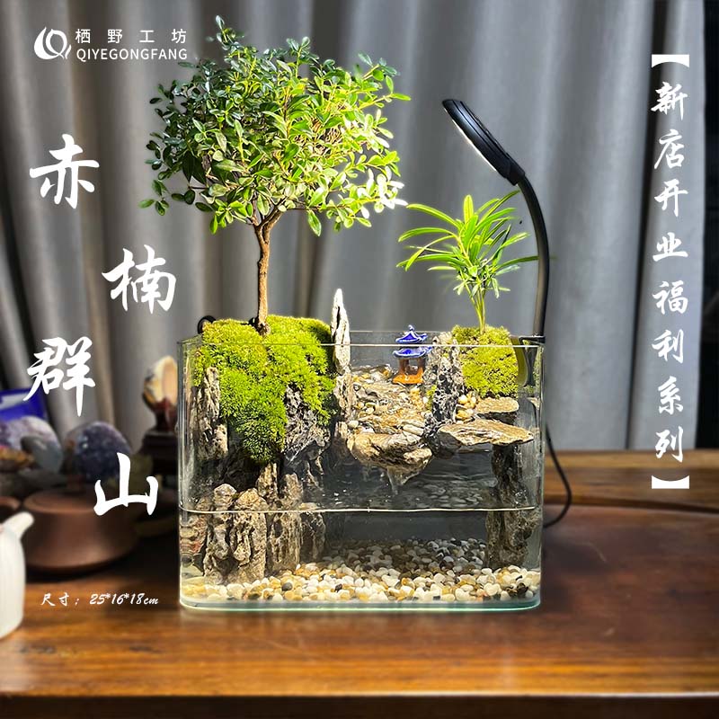 赤楠群山—小叶赤楠与罗汉松创意室内养鱼造景微景观