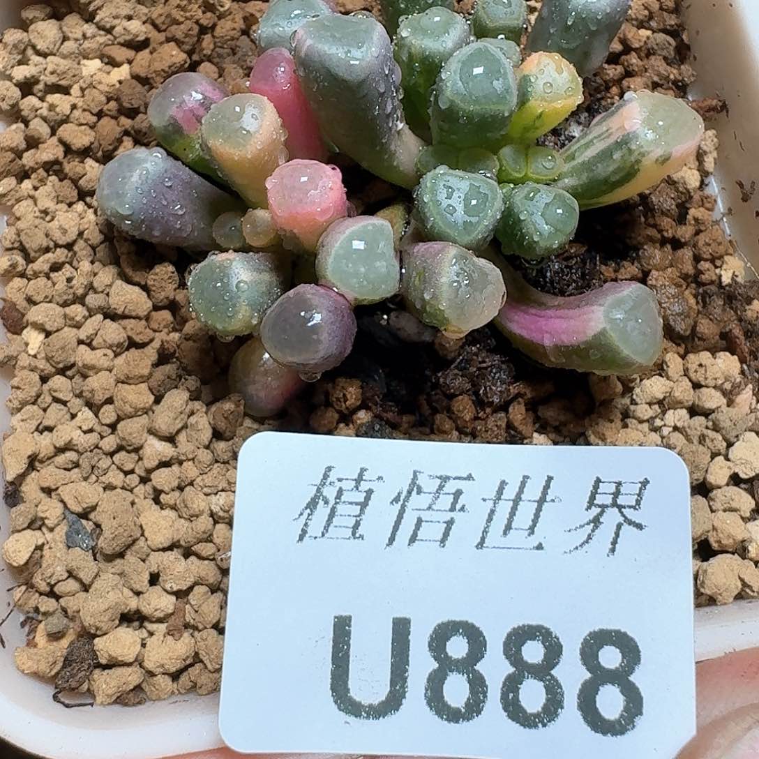 888号多肉植物哇f c g