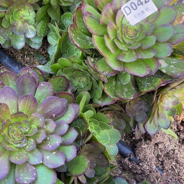 042花月夜多肉法师不包断枝