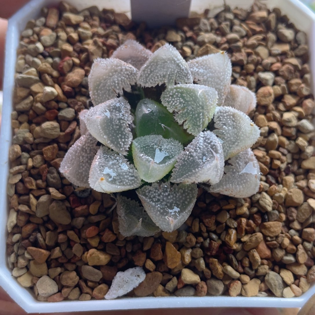 15.十二卷多肉全窗白化白帝城寿。