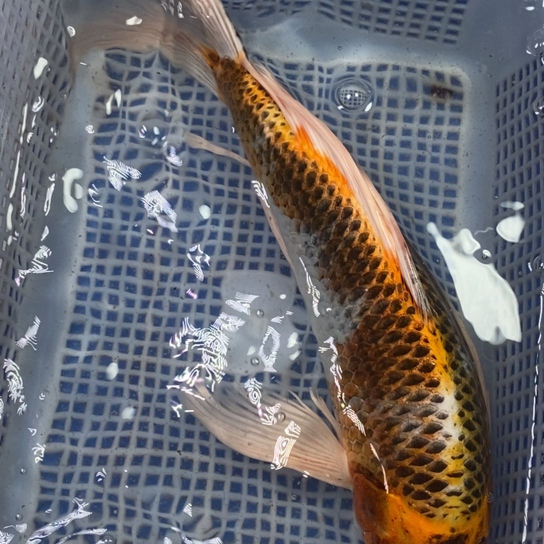 锦鲤冷水锦鲤包邮