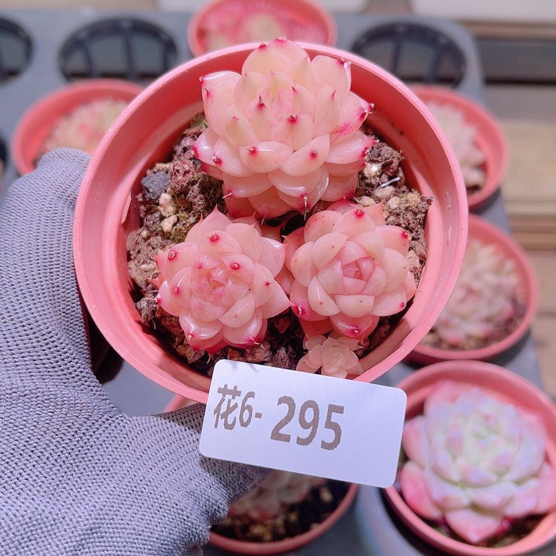 花06-295海王三头