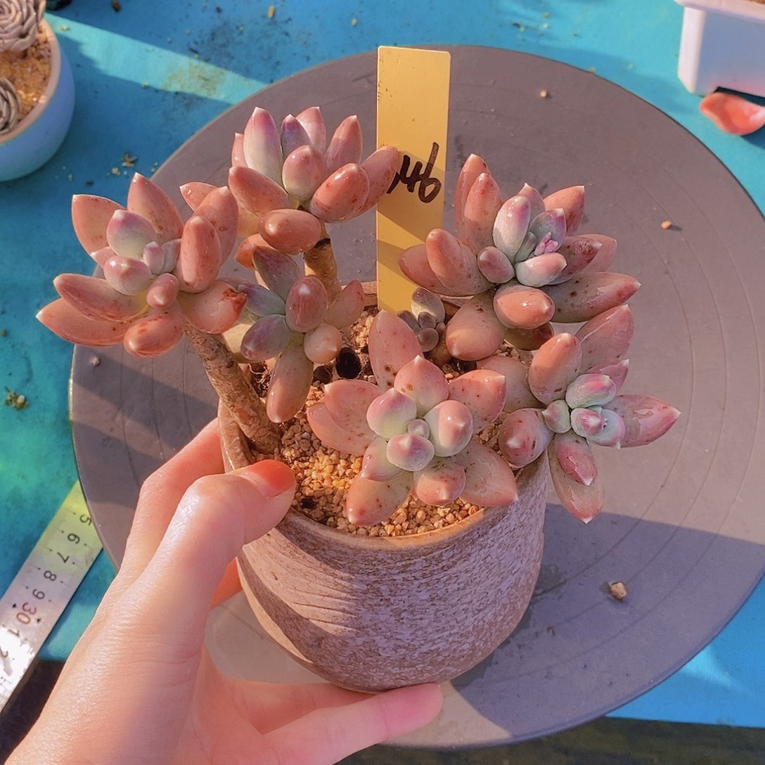 346有瑕疵介意勿拍