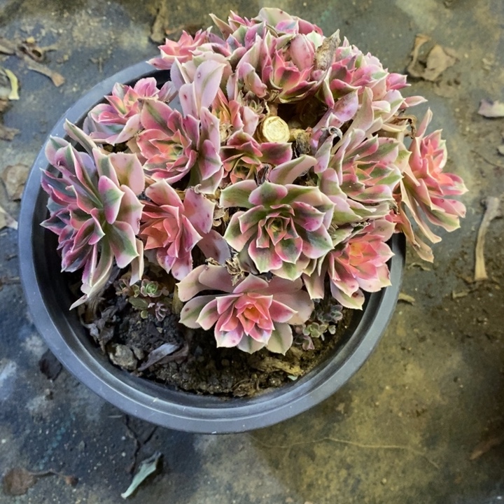 桔***水女巫多肉断头不包380