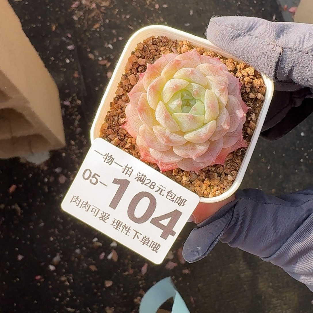 优选珍妮无盆土发货无