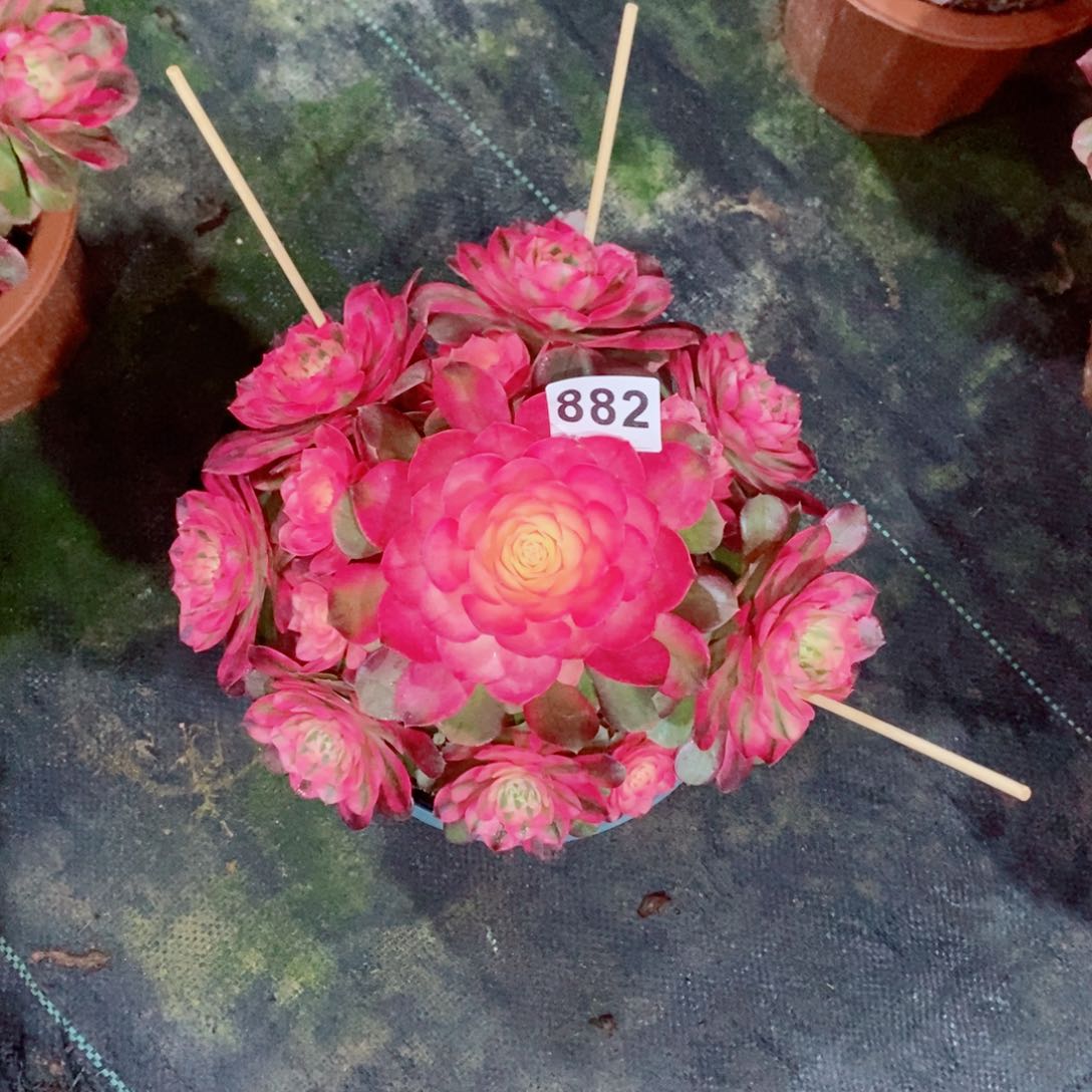 贝*荔枝882多肉25左右冠服