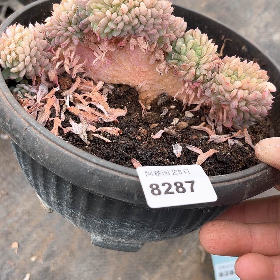 阿雅园艺。    8287