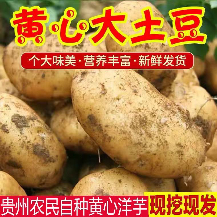 黄心土豆贵州特产威宁黄心洋芋土豆新鲜高山老品种黄皮马铃薯土豆