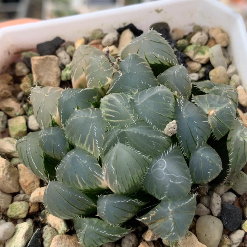 【闪购商品】702玉露