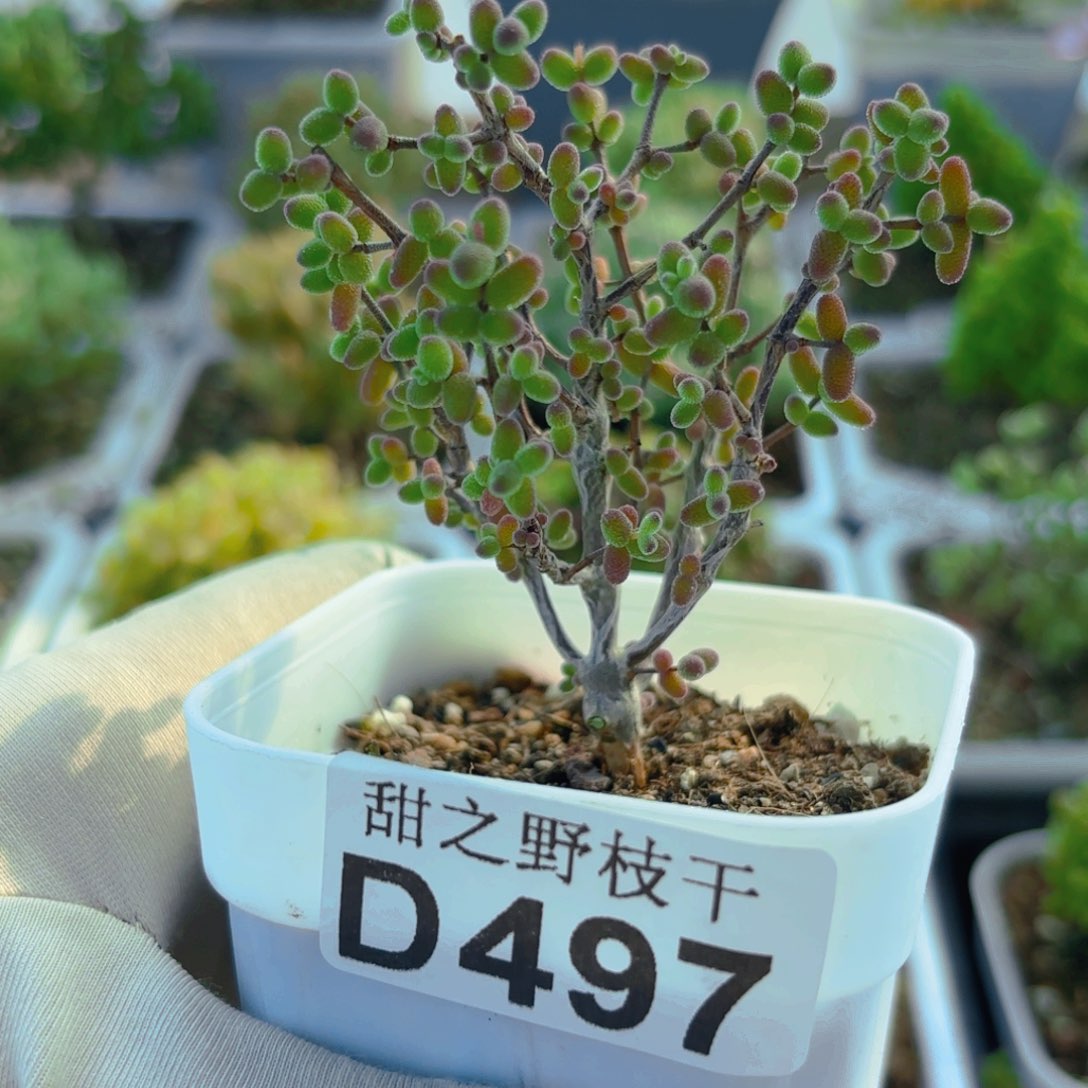 实生彩色蜜叶糖球497。   
