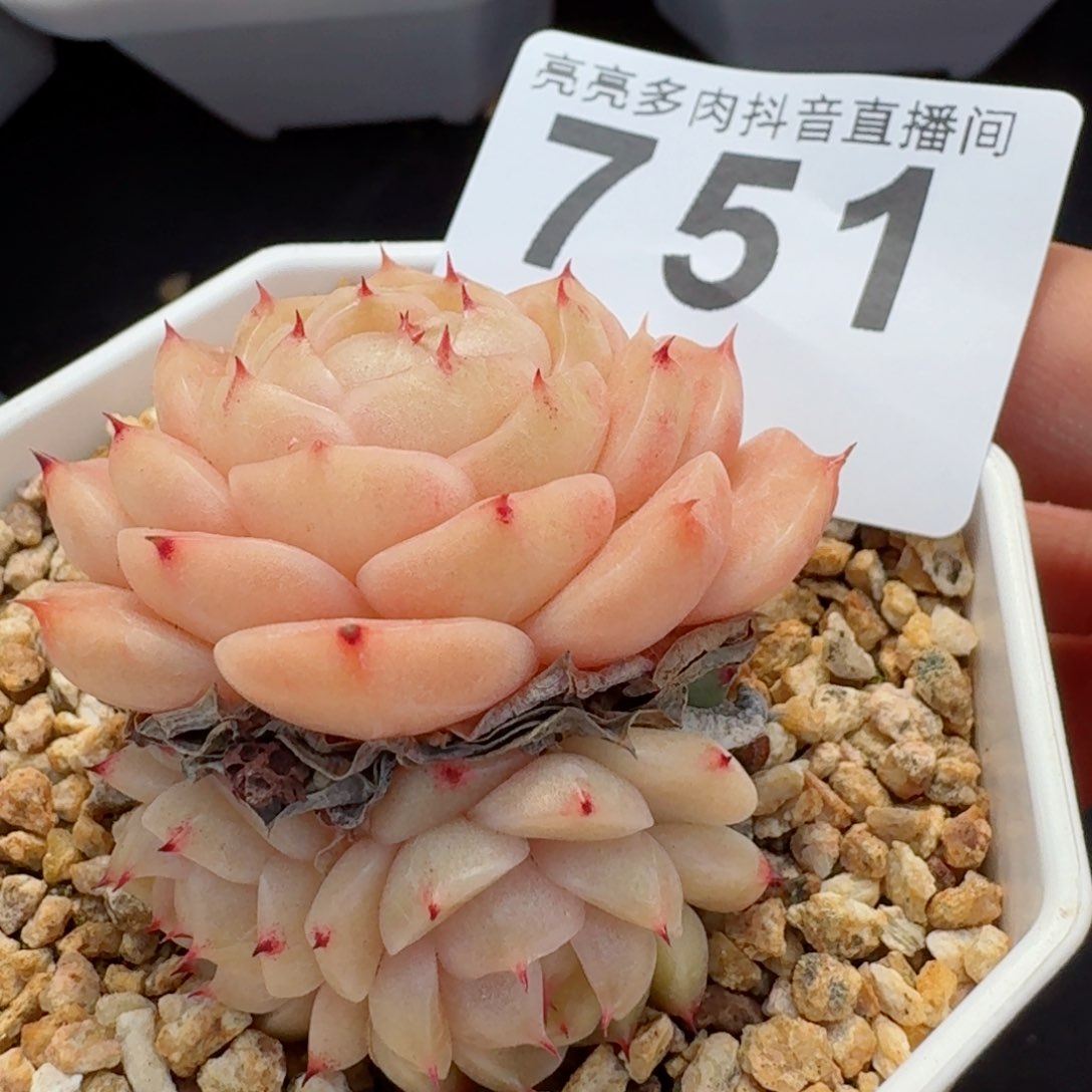 麦秆群生整装无砍