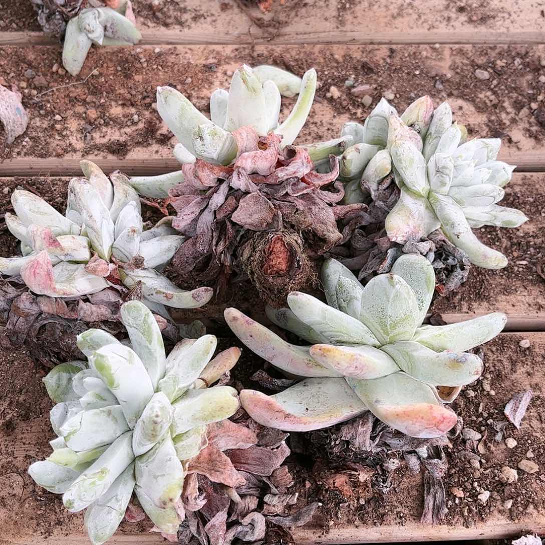 拇指单头原产地多肉