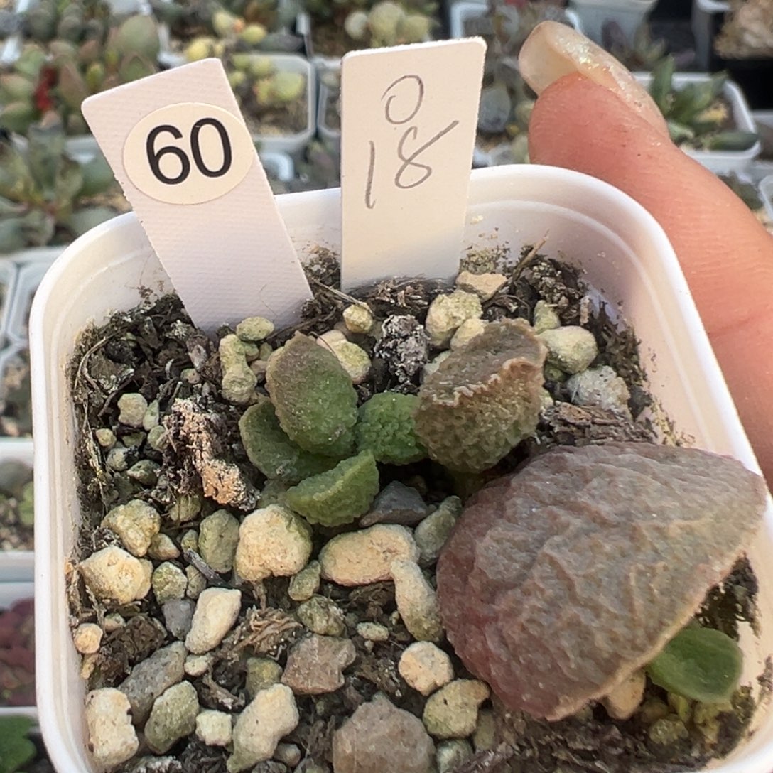 实生多肉植物水泡60