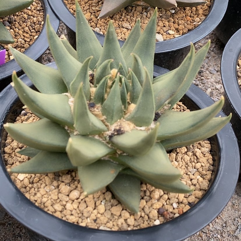 【闪购商品】实生大龙牙