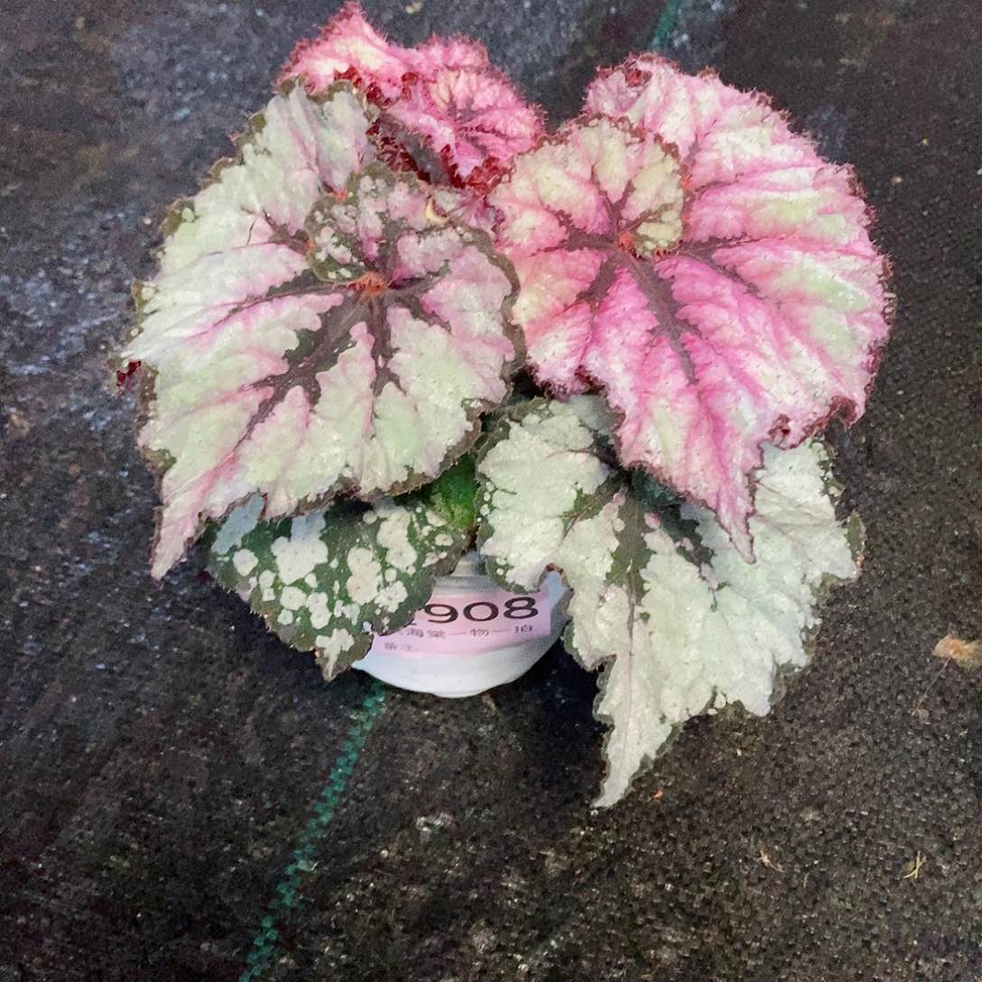 不开花植物柳***?秋海棠908