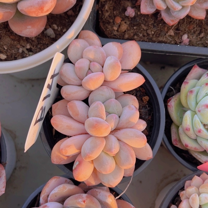 健健康康平平安安