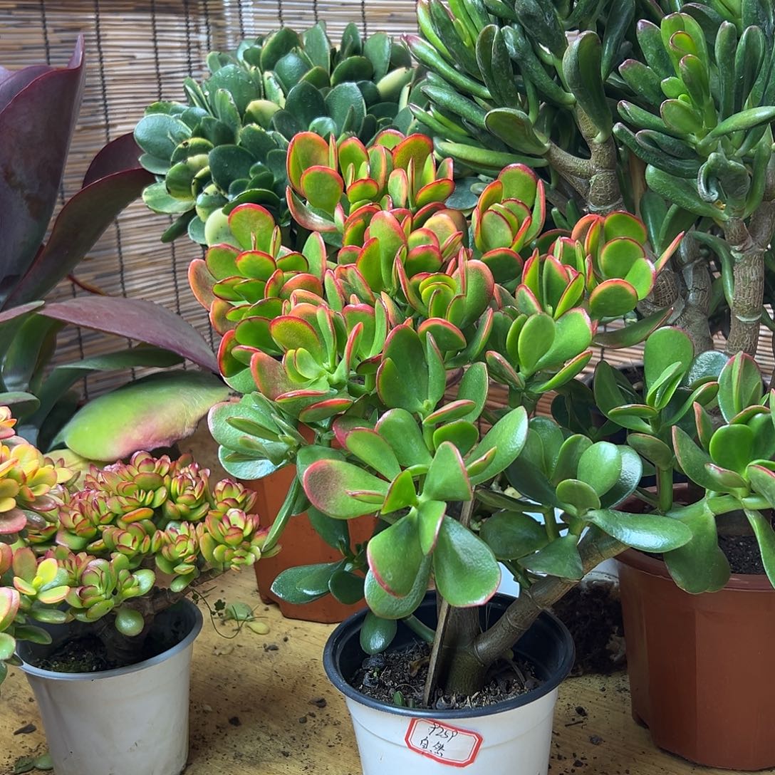 完全开放黄金花一物一拍多肉