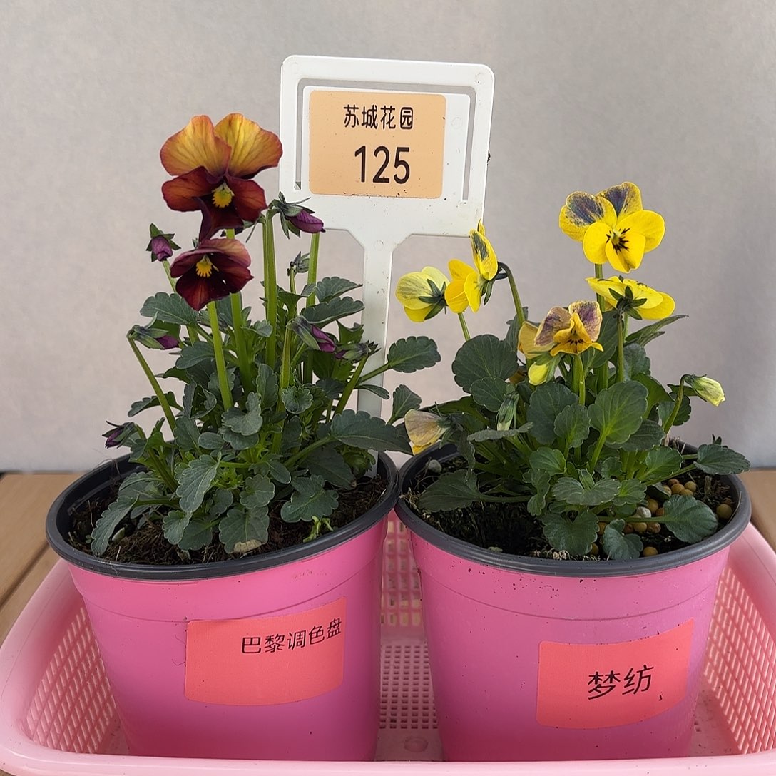 大部分开放少量花苞125