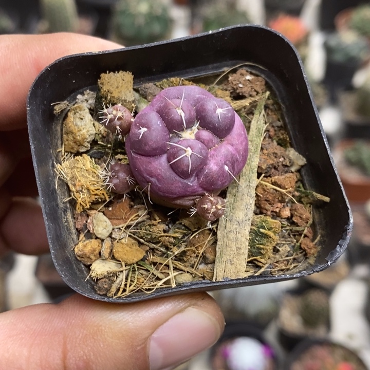 紫皮无刺象牙特价