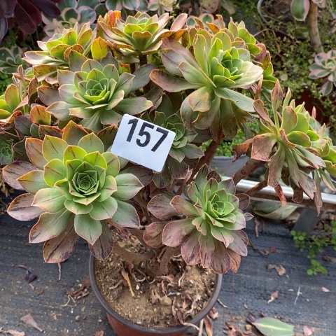 圣诞节多肉植物法师不包损