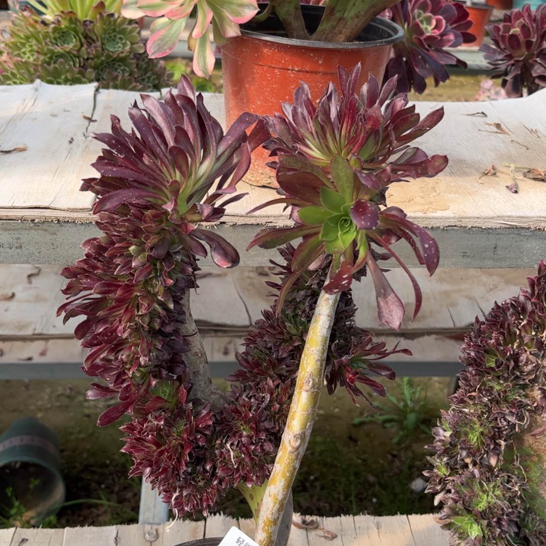 381黑法师缀化多肉植物