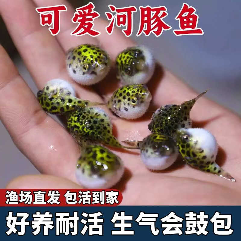 小河豚观赏鱼潜水艇会生气的鱼淡水皇冠斑马狗头巧克力娃娃鱼