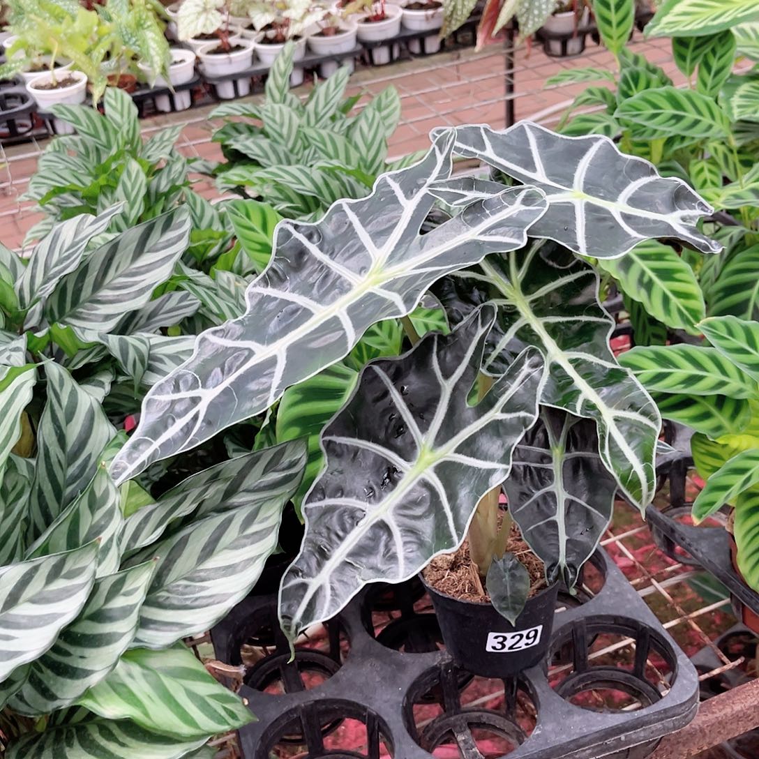 完全开放329 大仙女