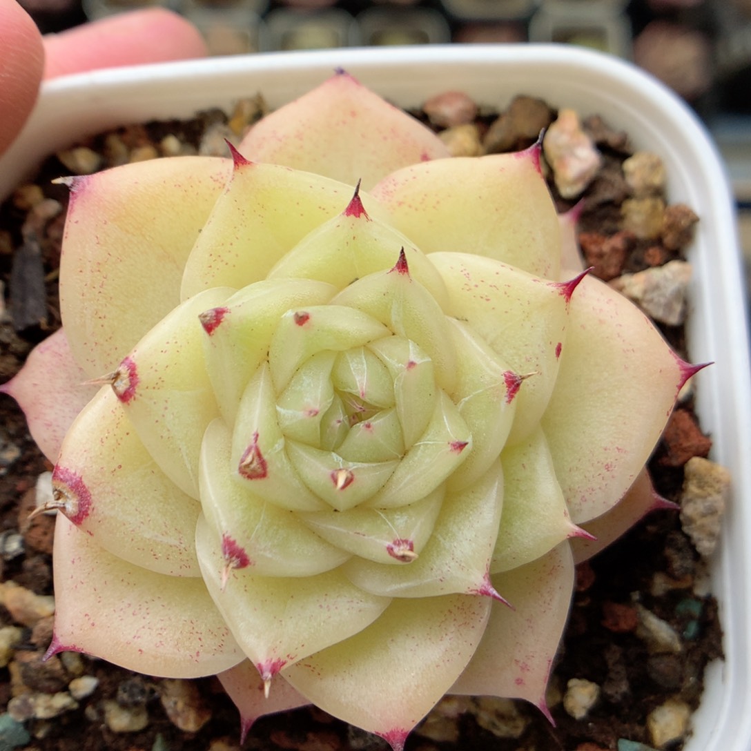 F135 ，20包邮两天凑单偏远不发货