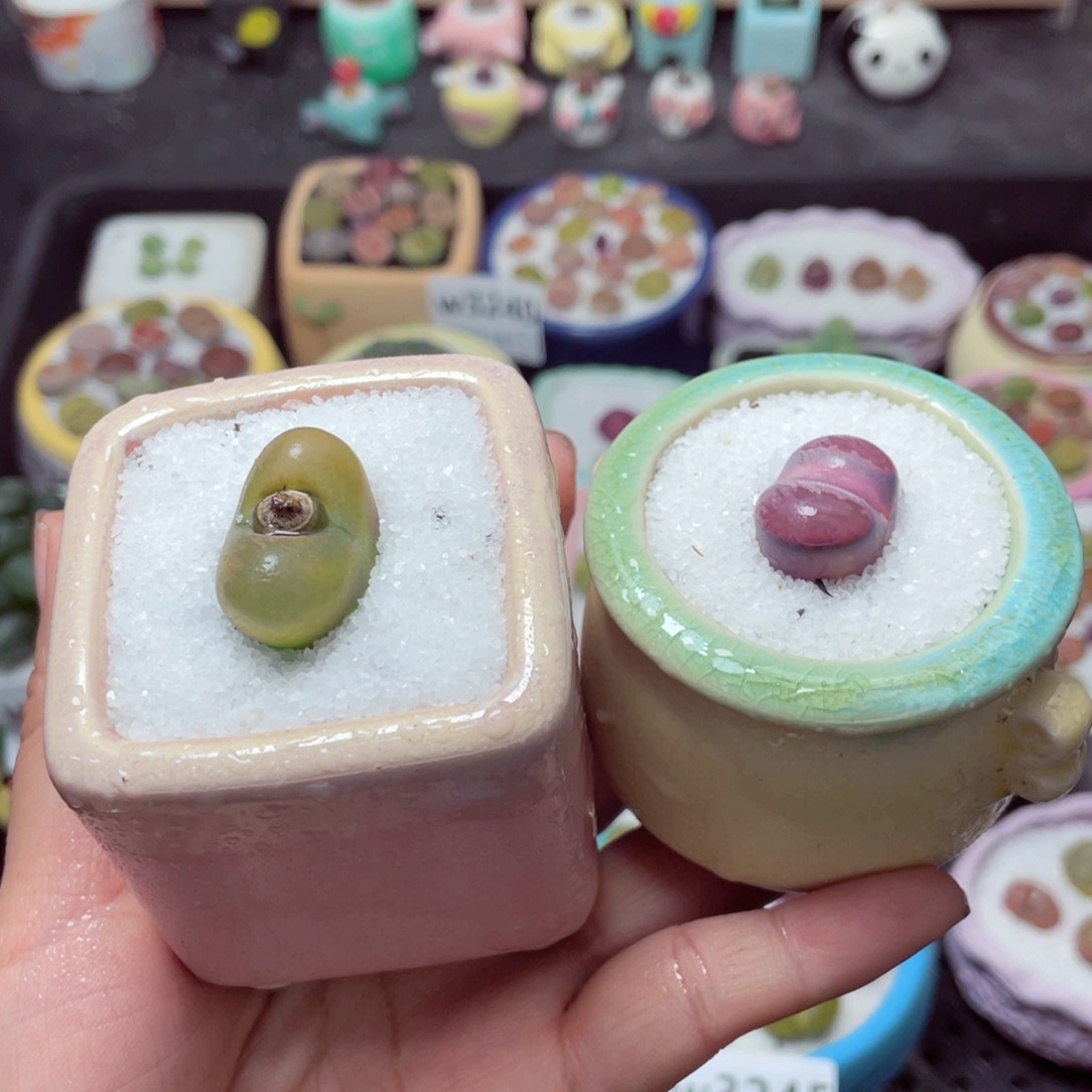 w3249 带盆土发货-零下地区拍保温箱