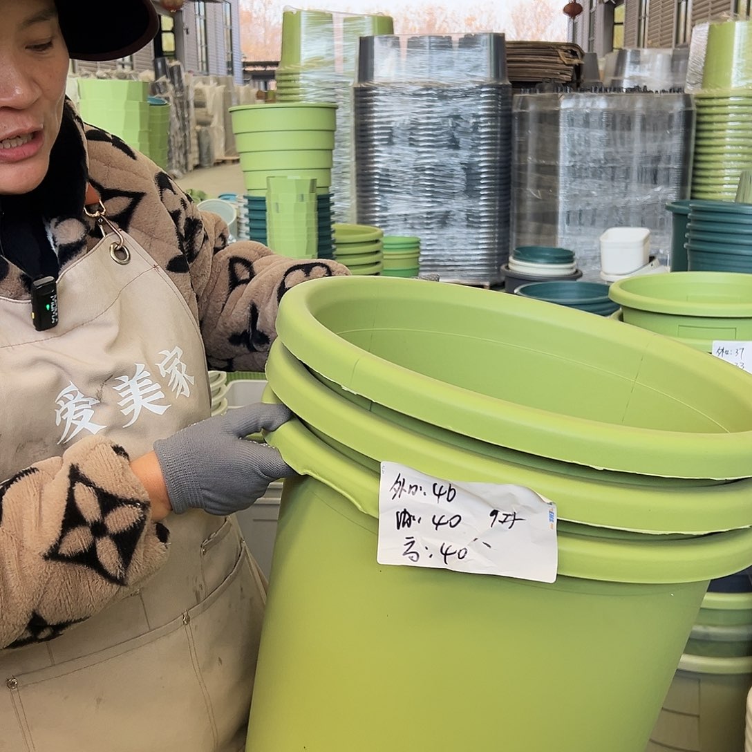 瑕疵四季盆9#果绿色3个无托