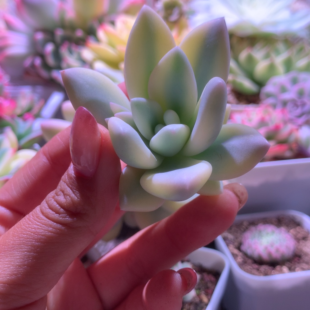 新香水覆轮锦砍头