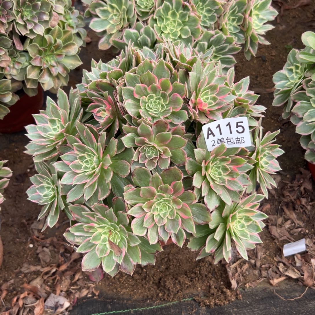 115多肉  万花筒不包断头