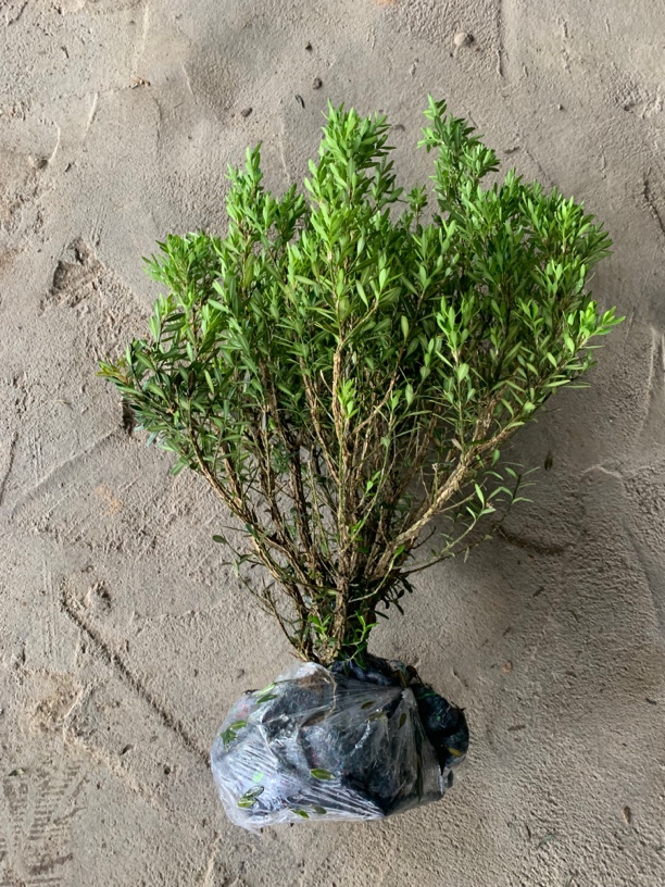 直播间一物一拍小叶雀舌皱皮黄杨素材桩龙鳞黑珍珠