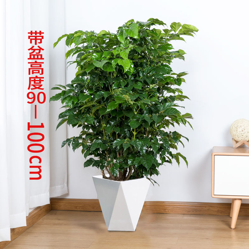 90-100cm控根幸福树  配白色菱形花盆【晨晨花卉】