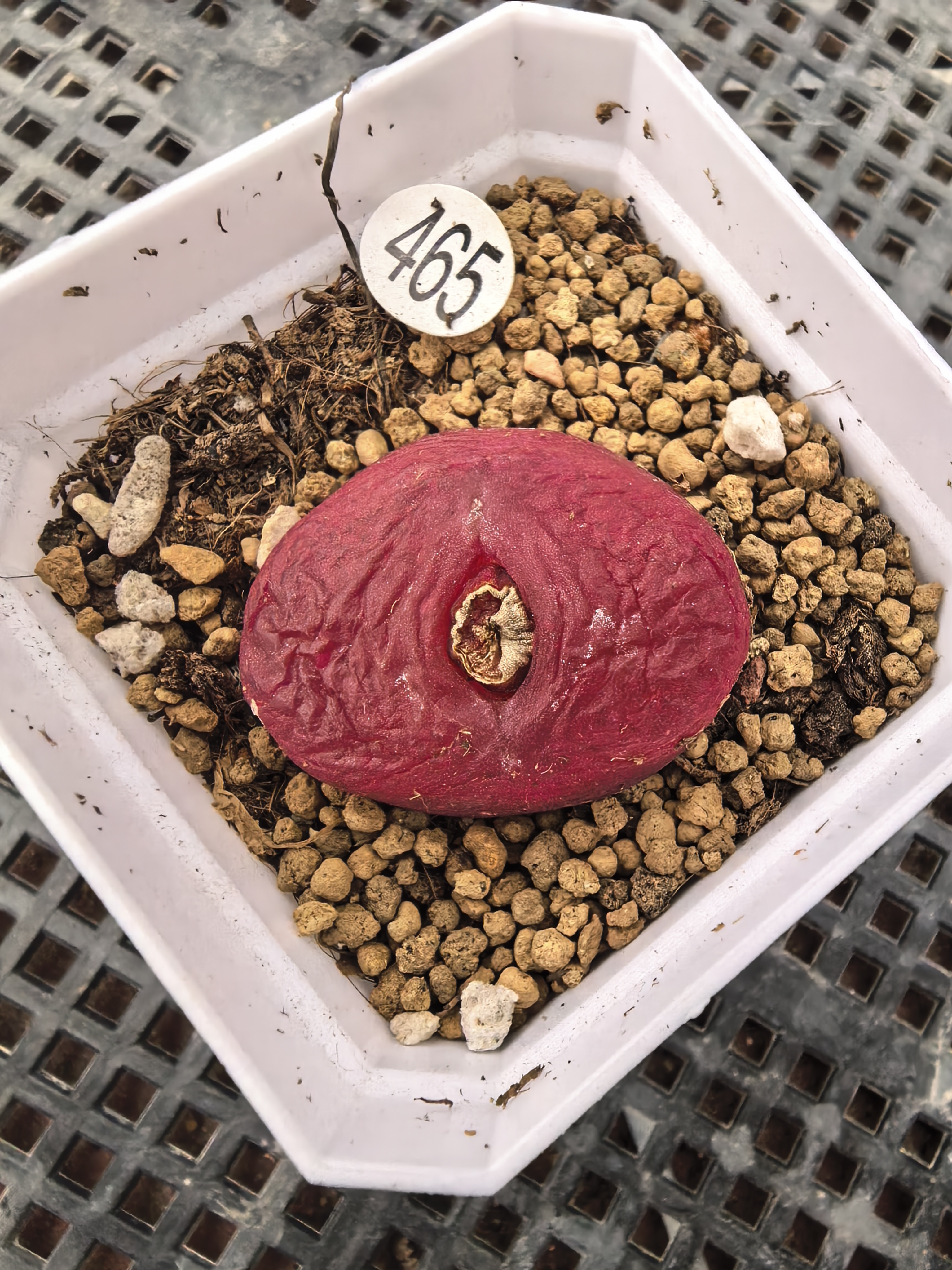 （零下拍保温箱）漂亮3CM多肉