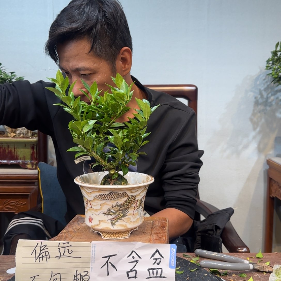 当前无花朵，栽培后可花朵与**尘