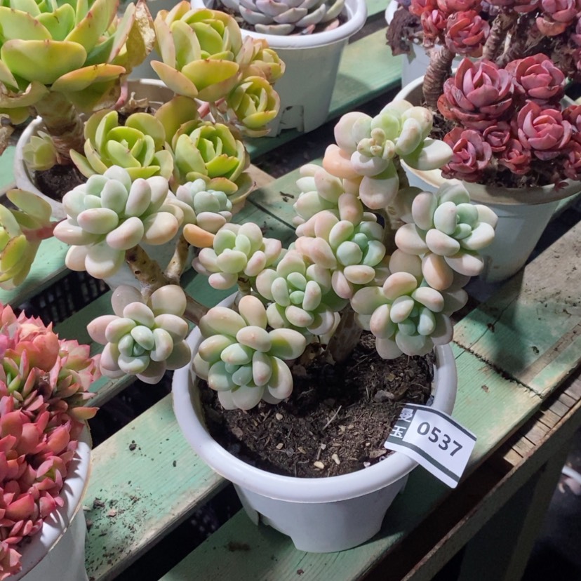 【闪购商品】洛神0537