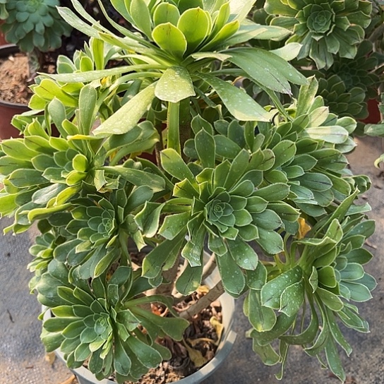 多肉植物原始绿72