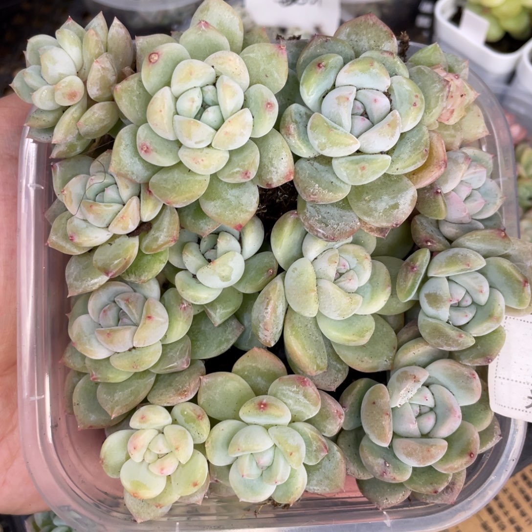 C98 花朝播种切糕苗，圆胖透