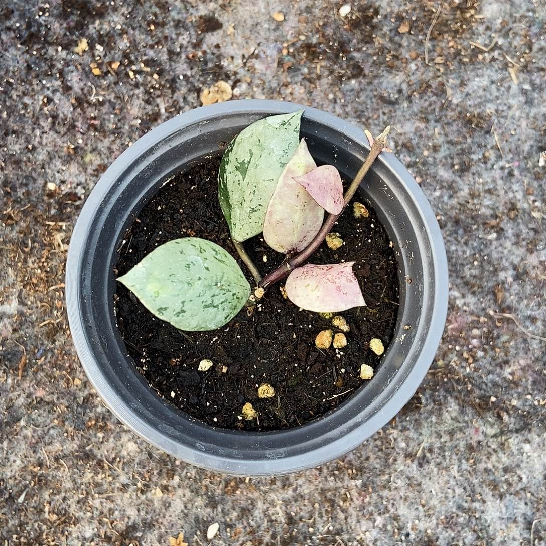 完全开放黑色极光