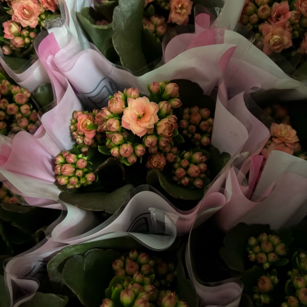 B类货金樱长寿花110规格特价款