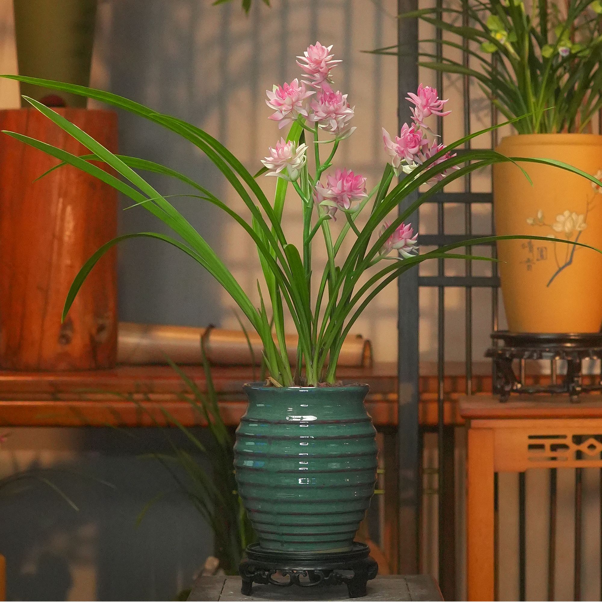 建兰铭品【天山奇蝶】陶瓷盆 幽香兰花 室内好养易活