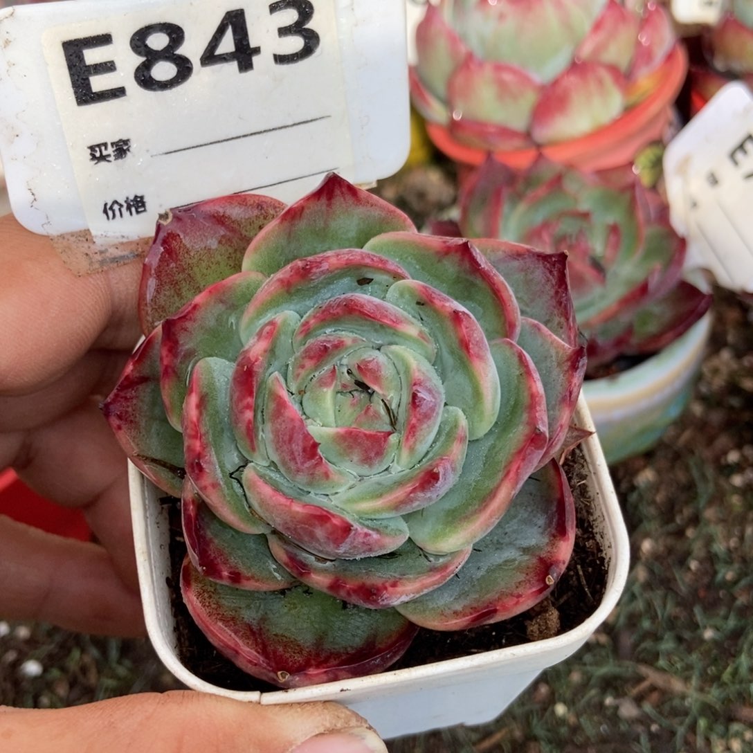 惊鸿一瞥843号多肉