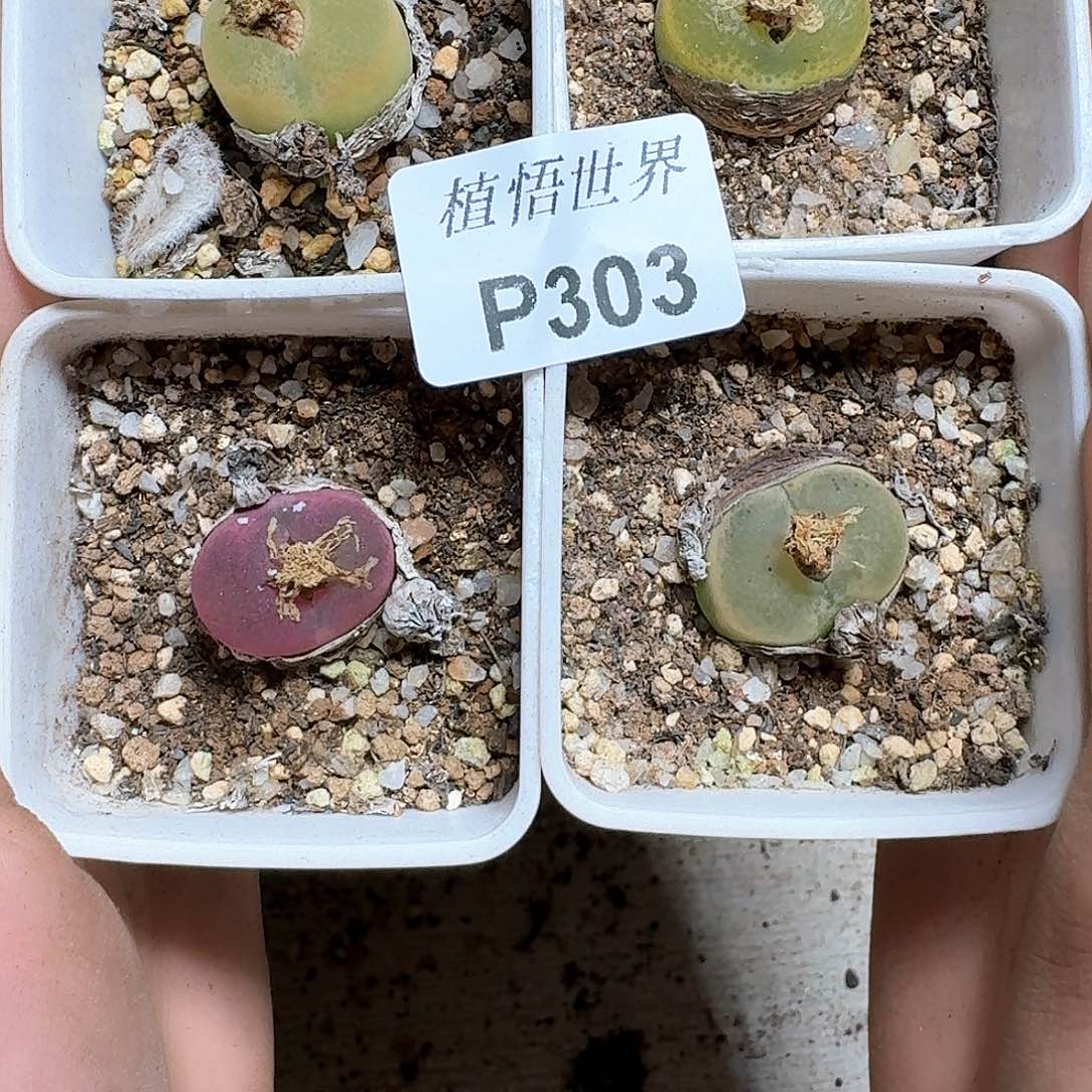 303号多肉植物哇f g