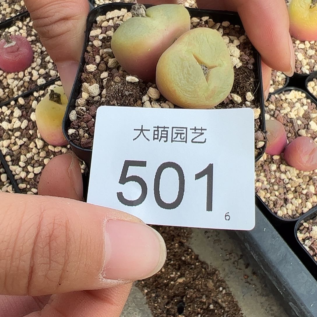 0000501 一物一拍脱土发