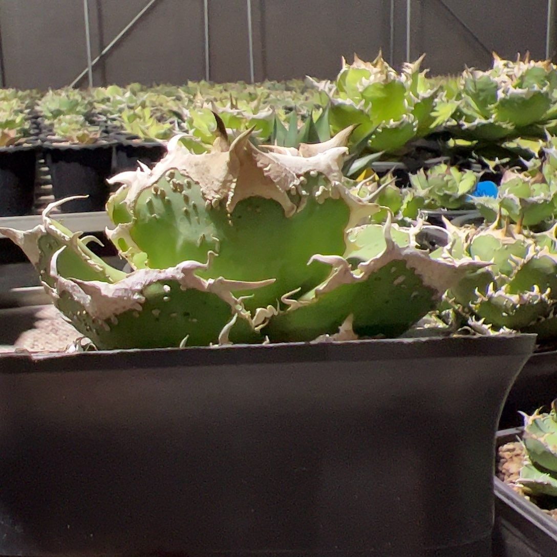 蚩尤顶芽龙舌兰特价苗